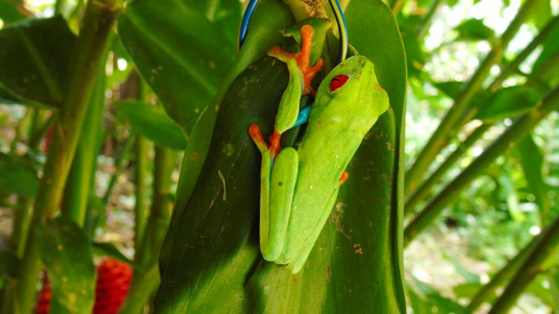 Bosque nuboso, Bijagua